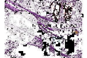 Guía Definitiva de Lubricantes